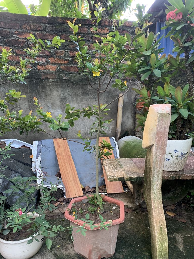 Mai Tứ Quý Nhỏ Lớn Ổn định 2 năm. Mua bán Cây cảnh, đồ trang trí tại Thành phố Nam Định Nam Định được đăng bởi Do duc thinh hình 1