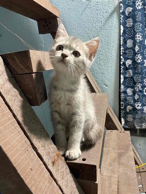 Tìm nhà cho hai bé mèo anh lông ngắn 2 tháng tuổi.. Mua bán Mèo tại Thành phố Thanh Hóa Thanh Hóa được đăng bởi Vi Lụa