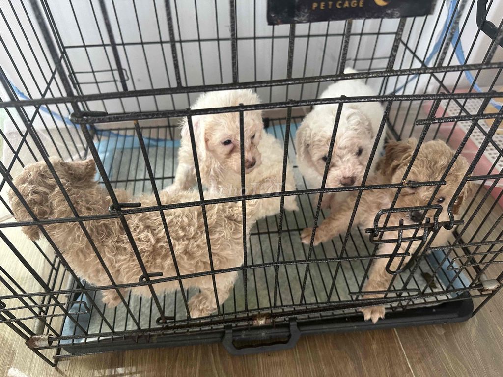 Chó Poodle 1 tháng 15 ngày. Mua bán Chó tại Huyện Tây Sơn Bình Định được đăng bởi PhươngIT hình 1