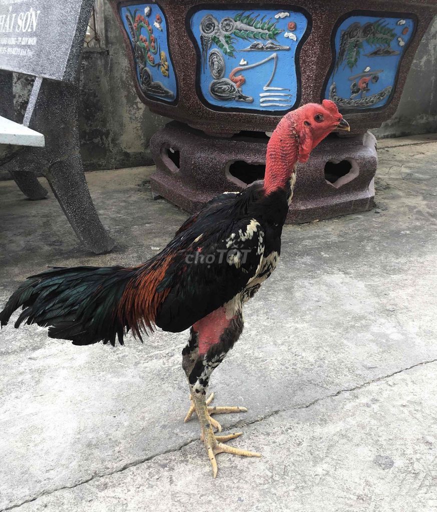 Tía mơ. Mua bán Gà tại Huyện Tuy Phước Bình Định được đăng bởi Đạt Bình Định hình 1