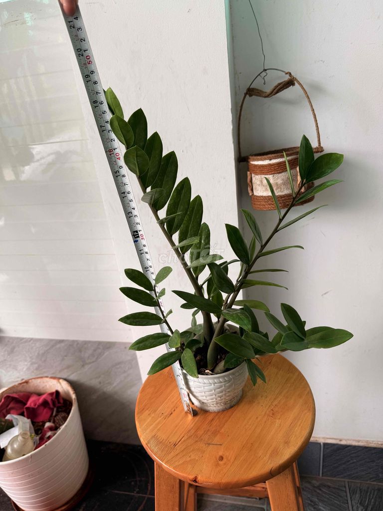 cây kim tiền đặt bàn làm việc. Mua bán Cây cảnh, đồ trang trí tại Thành phố Thủ Đức Tp Hồ Chí Minh được đăng bởi my my hình 4