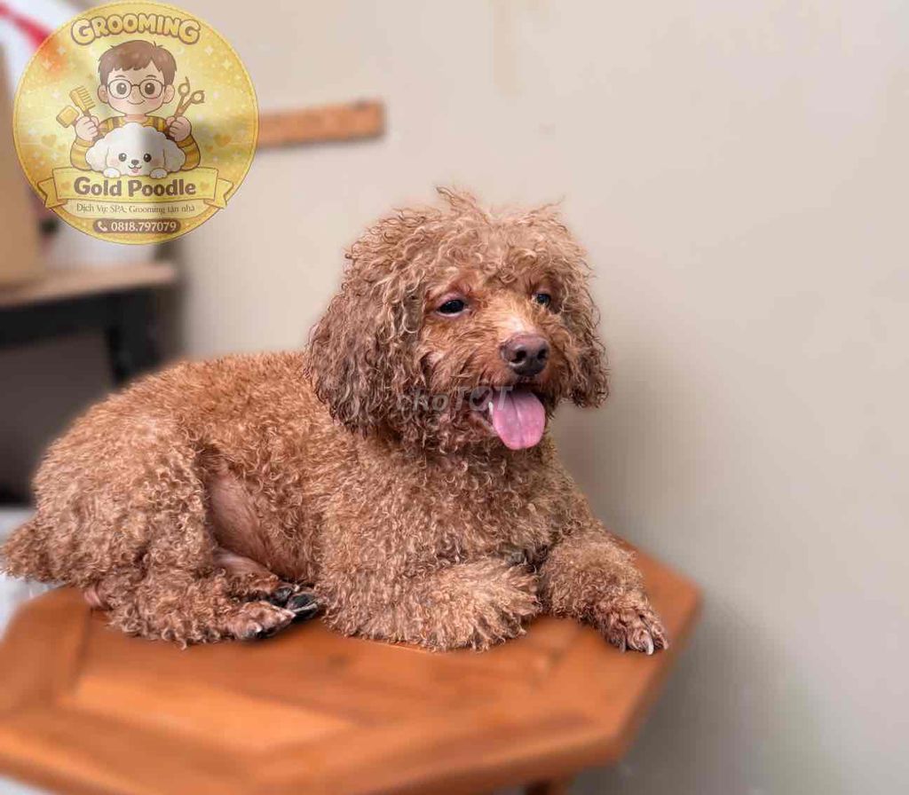 Dịch vụ spa thú cưng HCM. Mua bán Phụ kiện, Thức ăn, Dịch vụ tại Quận 12 Tp Hồ Chí Minh được đăng bởi GOLD POODLE nhận spa cắt tỉa lông cún tại nhà khách hình 1