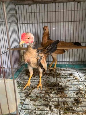 tre Bắc tít không có thời gian chăm. Mua bán Gà tại Thành phố Thủ Dầu Một Bình Dương được đăng bởi Mạnh Hưng