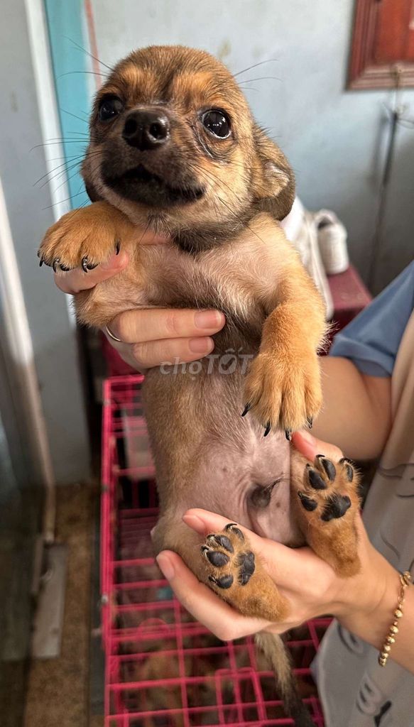 Chó Chihuahua lai Corgi, vàng 2 tháng, dưới 1kg. Mua bán Chó tại Thành phố Dĩ An Bình Dương được đăng bởi Thanh Trúc hình 5