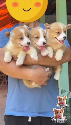 Chó Corgi 2 tháng vàng trắng