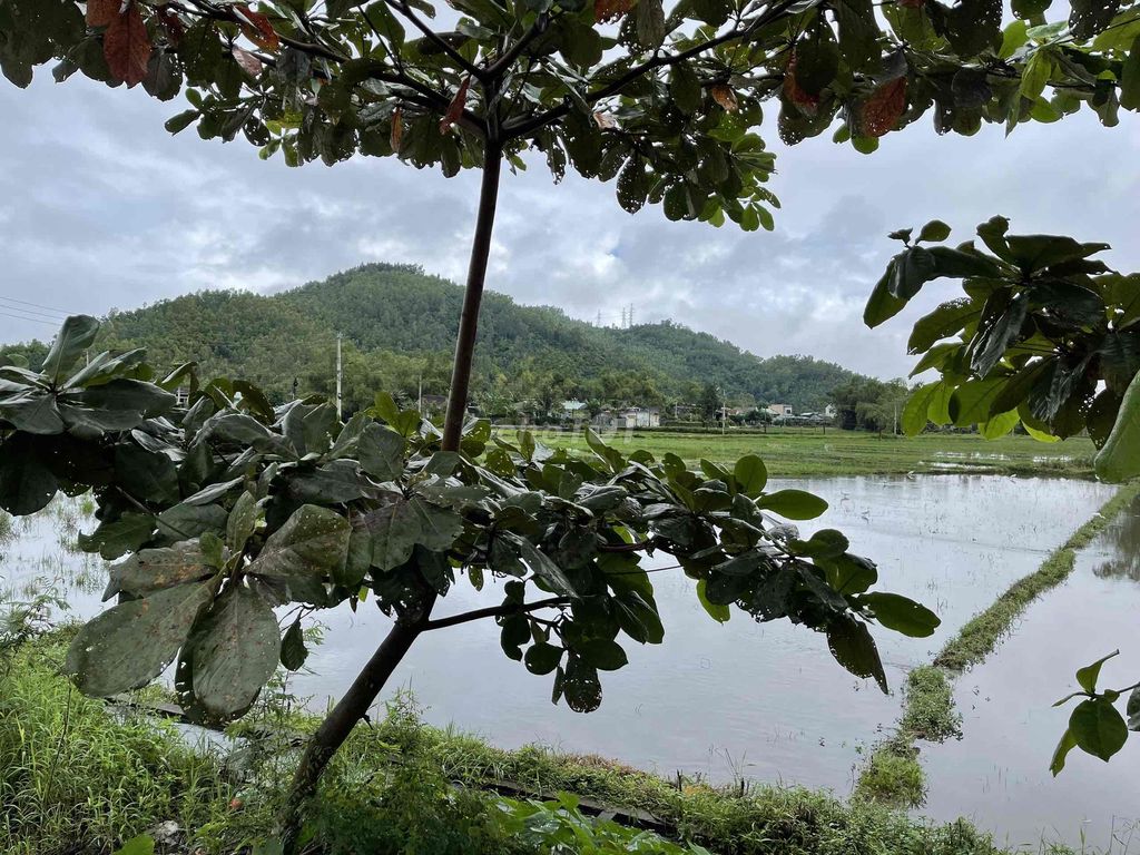 Bán lô đất full thổ cư 160m2 ngọc thạnh 1 phước an tuy phước Bán lô đất full thổ cư 160m2 ngọc thạnh 1 phước an tuy phước