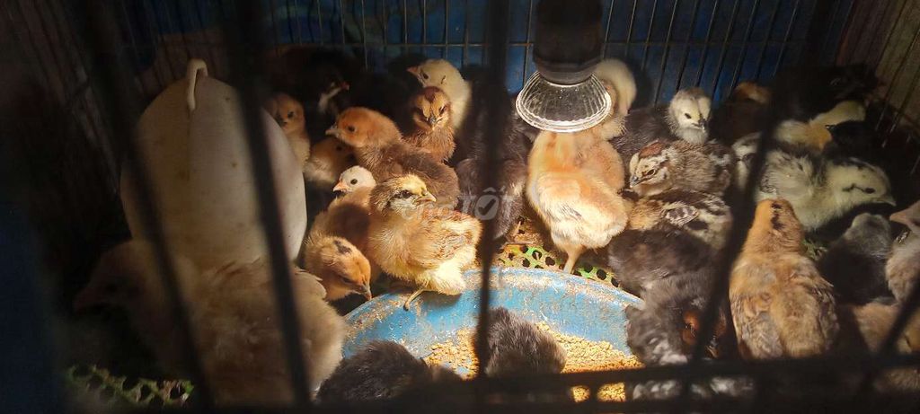 Gà Hormong bản địa 1 tuần tuổi. Mua bán Gà tại Thành phố Bến Tre Bến Tre được đăng bởi Caothai hình 1