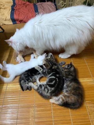 Gả mấy bé mèo con - mẹ anh lông dài dễ thương
