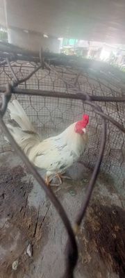 Gà bướm cú 1kg4 rất cay đắng. Mua bán Gà tại Quận 8 Tp Hồ Chí Minh được đăng bởi Anh Bang