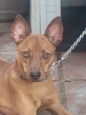 Chó Fox trung đực 6 tháng tuổi