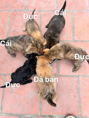 Nhà có đàn chó cỏ cần bán. Mua bán Chó tại Quận Hà Đông Hà Nội được đăng bởi trương công dũng