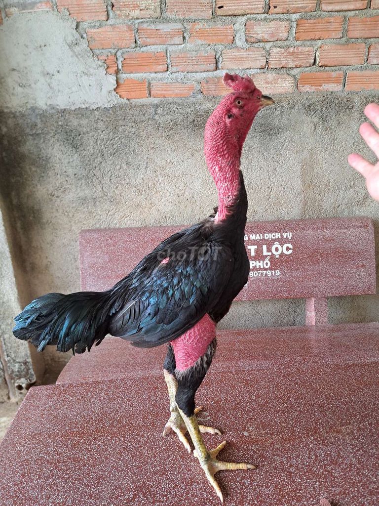 Gà chọi gà đòn Ô mào cao trạng 2kg75 đá đòn to. Mua bán Gà tại Huyện Di Linh Lâm Đồng được đăng bởi Thành hình 1