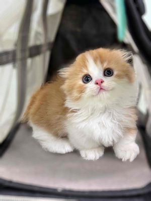 Mèo chân ngắn màu bired xinh xỉu. Mua bán Mèo tại Quận 8 Tp Hồ Chí Minh được đăng bởi ti pet town
