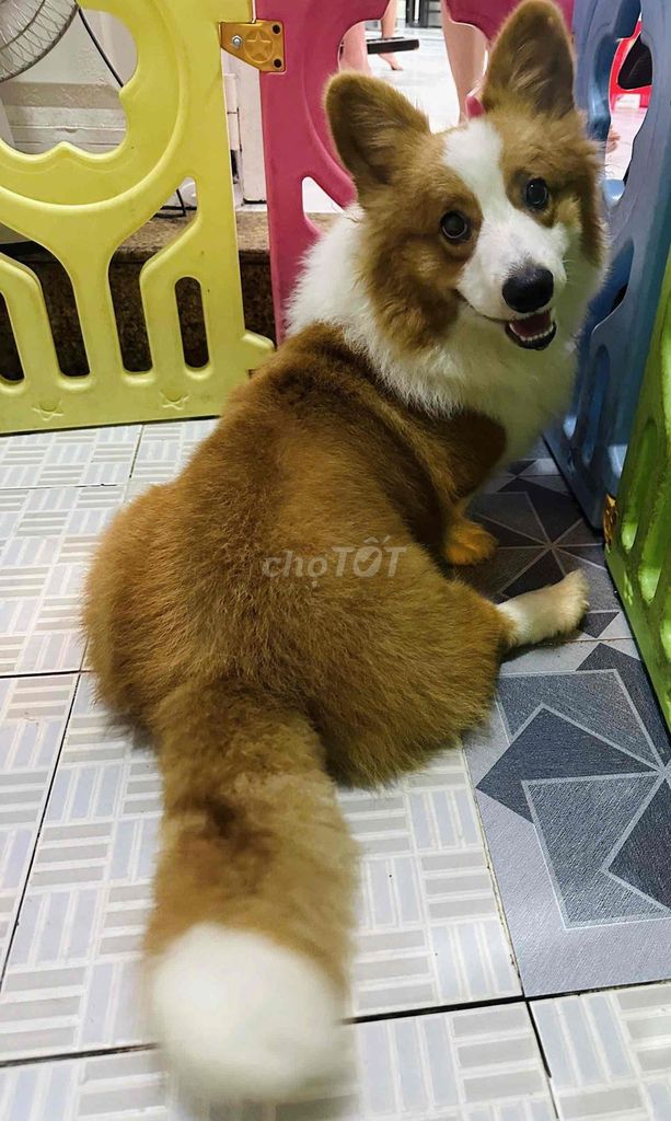 Chó Corgi thuần chủng đực 8 tháng. Mua bán Chó tại Quận 11 Tp Hồ Chí Minh được đăng bởi Trương Thảo Hương hình 1