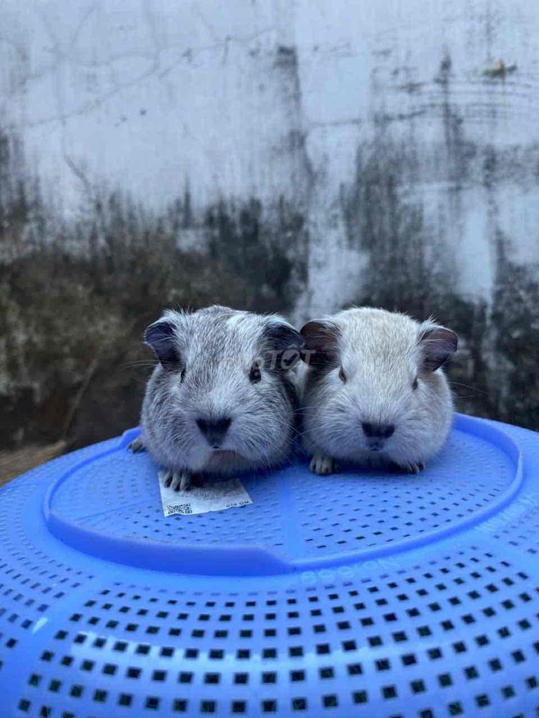 chuột lang Cali đực 1 tháng. Mua bán Thú cưng khác tại Thành phố Thuận An Bình Dương được đăng bởi Bọ Ú Chuột Cảnh  hình 1