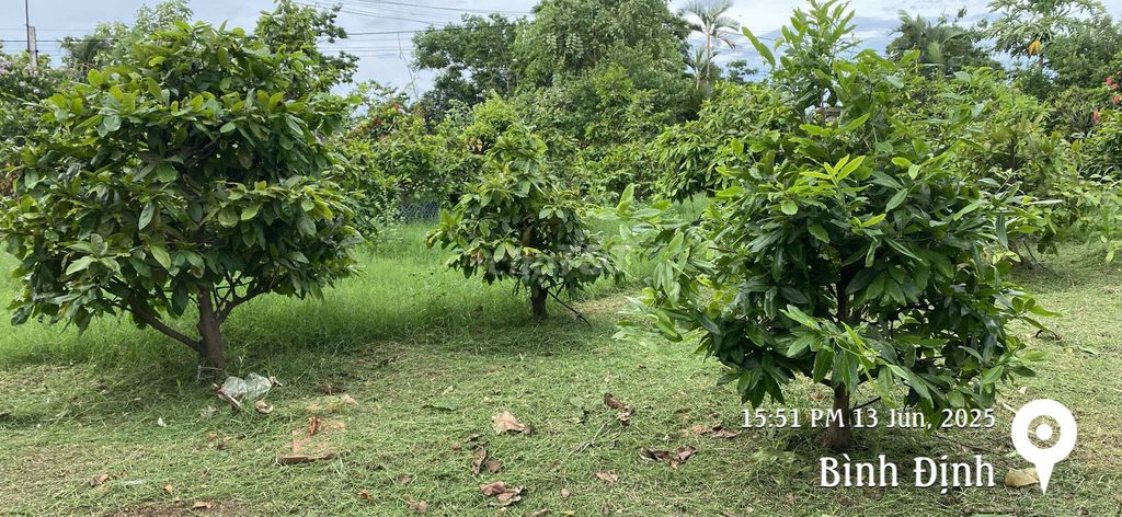 Thanh Lý Vườn Mai Vàng Bình Định