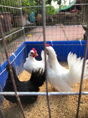 Chia sẻ hàng đẹp cho anh em chơi. Mua bán Gà tại Huyện Kiến Xương Thái Bình được đăng bởi Tâm Bùi thanh