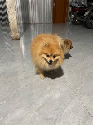 Chó Phốc Sóc đực nâu vàng