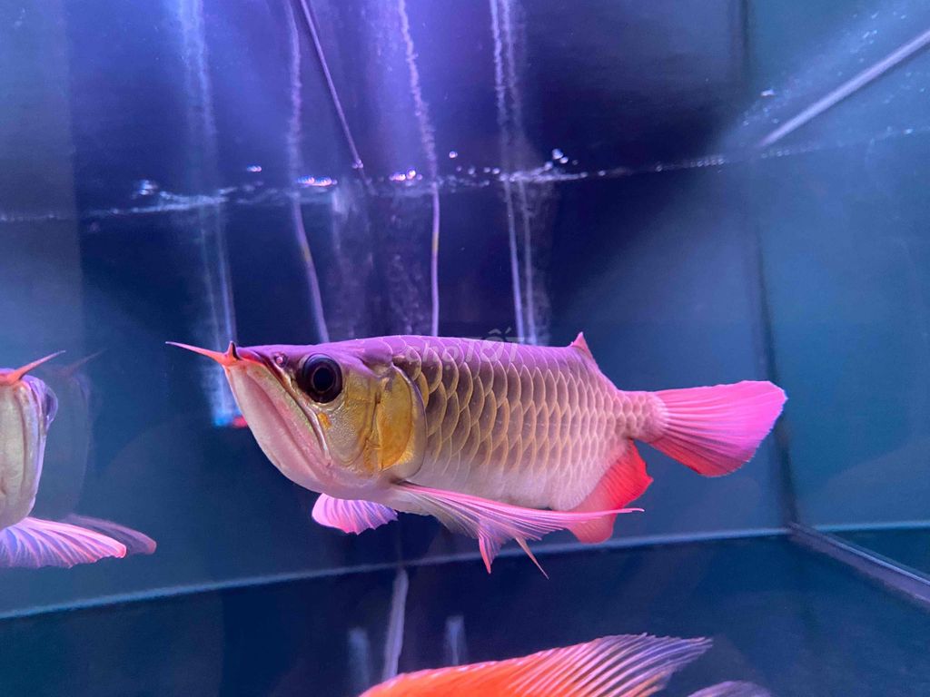 cá rồng huyết long. Mua bán Thú cưng khác tại Thành phố Bến Tre Bến Tre được đăng bởi Liêu thái bảo hình 2