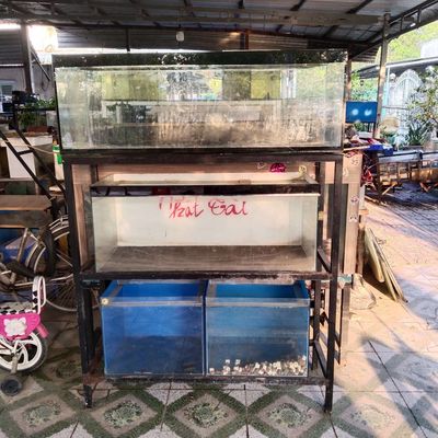 Cần bán vài hồ cá cảnh. Mua bán Phụ kiện, Thức ăn, Dịch vụ tại Quận Cái Răng Cần Thơ được đăng bởi Trần Huỳnh Phong