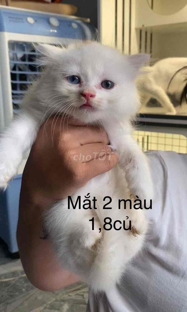 Mèo anh lông ngắn. Mua bán Mèo tại Thành phố Thuận An Bình Dương được đăng bởi Phương  hình 1