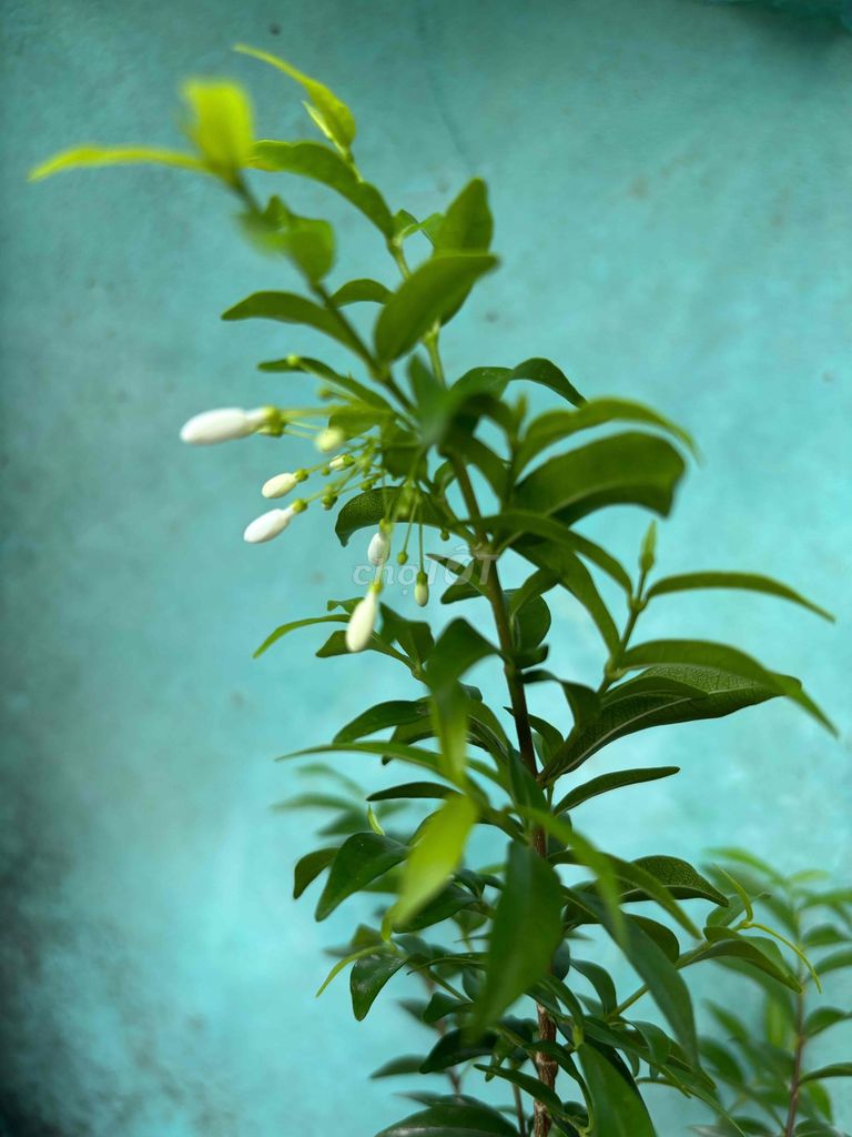 Cây cảnh Mai chiếu thủy Mini. Mua bán Cây cảnh, đồ trang trí tại Quận Thanh Khê Đà Nẵng được đăng bởi Thắng hình 1