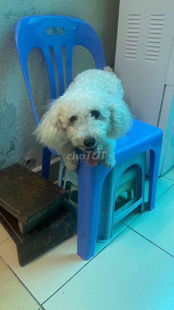 Cần tìm nhà mới cho bé Poodle cái 12 tháng tuổi. Mua bán Chó tại Quận Ba Đình Hà Nội được đăng bởi Cái Gì Cũng Bán  hình 1