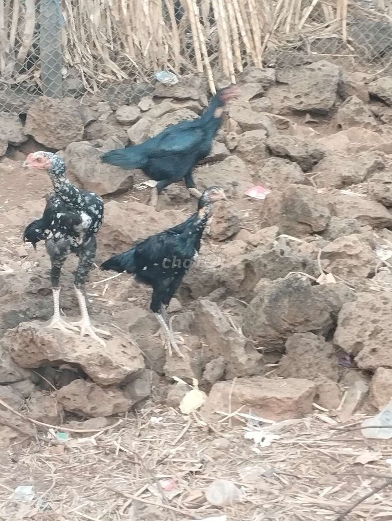 Gà mái tơ cái 6 tháng. Mua bán Gà tại Huyện Buôn Đôn Đắk Lắk được đăng bởi Ngọc Trình hình 1