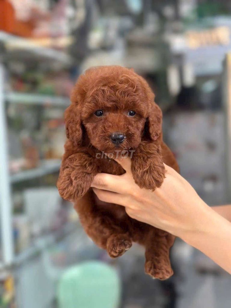 POODE TUNY TÌM NHÀ MỚI. Mua bán Chó tại Quận Bình Tân Tp Hồ Chí Minh được đăng bởi My Hoạ hình 5