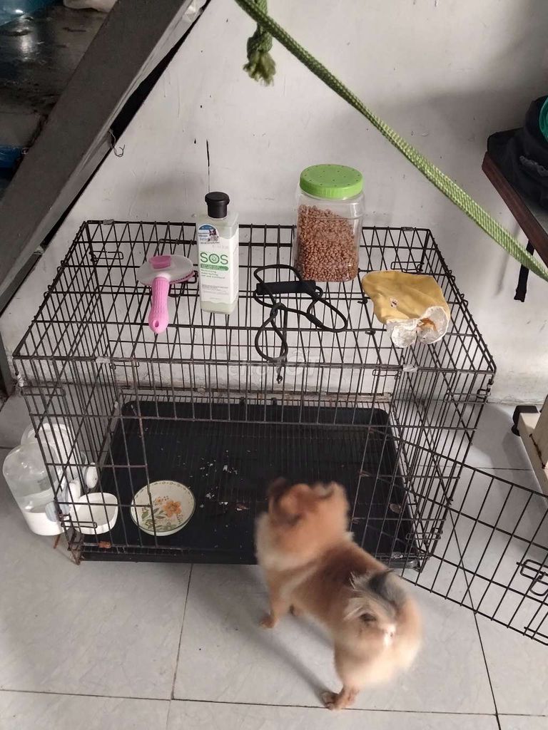 Chó Phốc Sóc Nâu vàng. Mua bán Chó tại Quận 12 Tp Hồ Chí Minh được đăng bởi Kevin Nguyễn hình 1