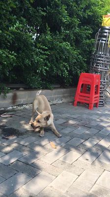 chó 6th tuổi. Mua bán Chó tại Quận 12 Tp Hồ Chí Minh được đăng bởi Chị Nhàn 50t