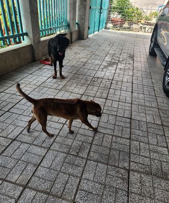 Phú quốc, rottweiler