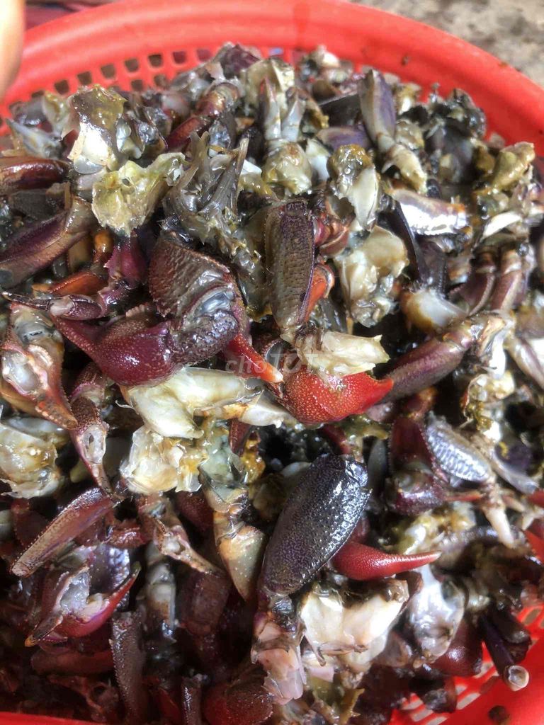 Ba khía trộn sẵn bỏ tủ lạnh ăn dần 1,1-1,3kg 1 hủ. Mua bán Đồ ăn, thực phẩm và các loại khác tại Thành phố Thủ Đức Tp Hồ Chí Minh được đăng bởi Lâm Dỉ hình 5