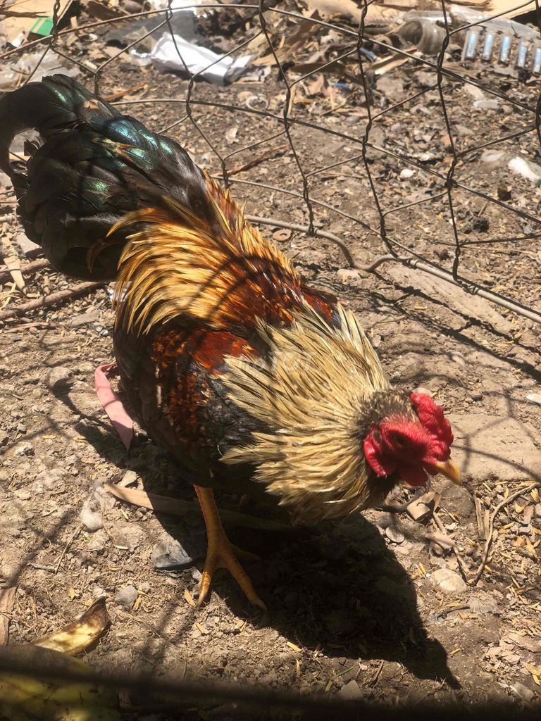 Gà tre bắc. Mua bán Gà tại Thành phố Đà Lạt Lâm Đồng được đăng bởi Hoàng Kê hình 1