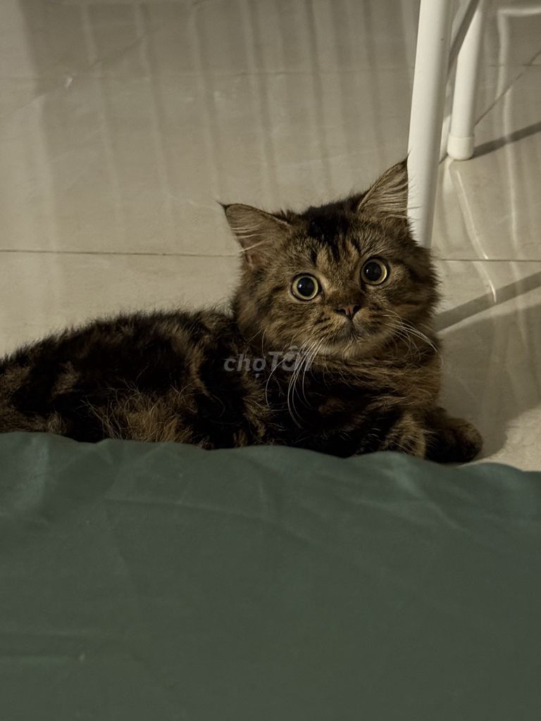 Mèo ALD chân ngắn đực đã triệt sản. Mua bán Mèo tại Quận 7 Tp Hồ Chí Minh được đăng bởi Vu Ngoc Lan  hình 1