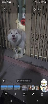 Tìm vợ cho bé husky