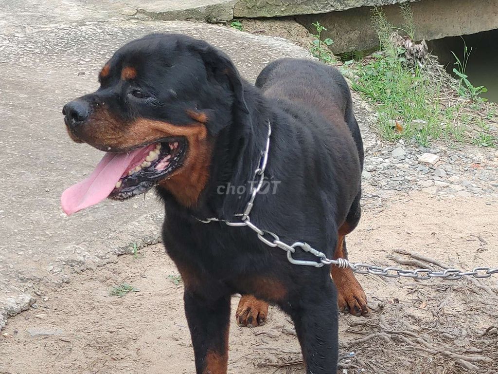 Đực Khủng Long... Mua bán Chó tại Thành phố Tây Ninh Tây Ninh được đăng bởi Nhân Rottweiler  hình 5