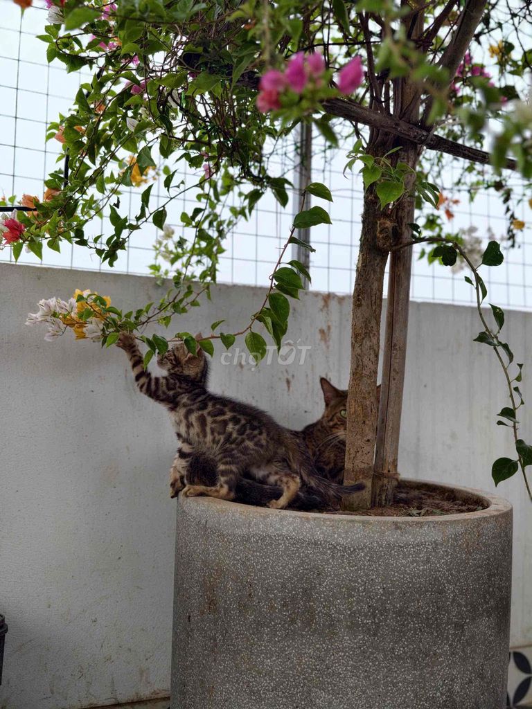 Mèo lông báo cả hai hơn 1 tháng. Mua bán Mèo tại Quận Hoàng Mai Hà Nội được đăng bởi trần khương androi hình 1