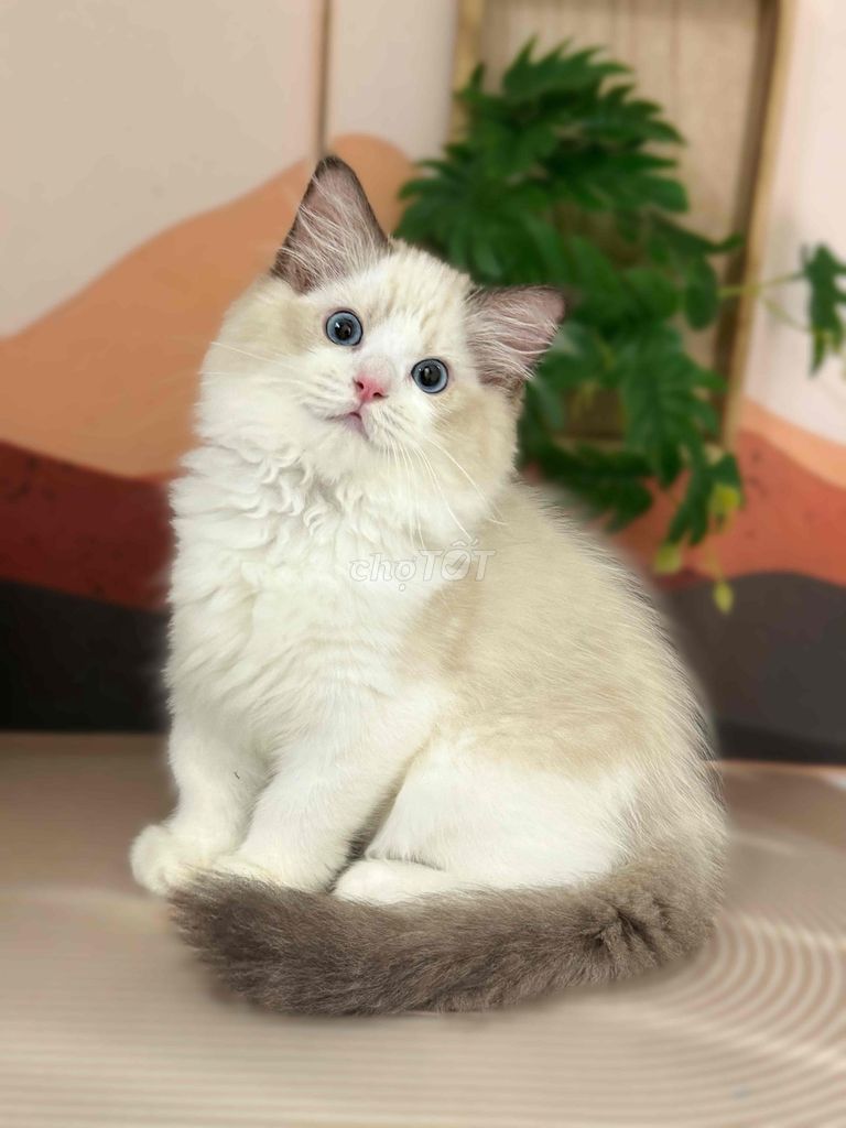 Mèo Ragdoll Thuần Chủng. Mua bán Mèo tại Quận Gò Vấp Tp Hồ Chí Minh được đăng bởi ti pet town hình 1