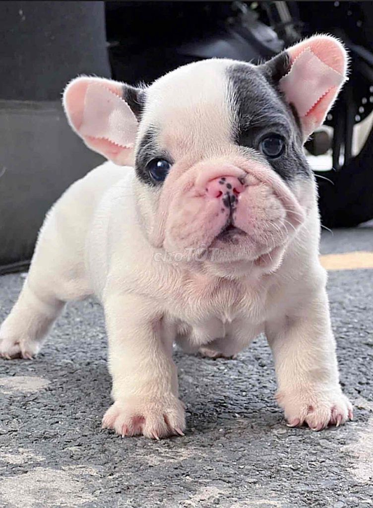 Chó Bull Pháp thuần chủng. Mua bán Chó tại Quận Bình Tân Tp Hồ Chí Minh được đăng bởi Trang  hình 1