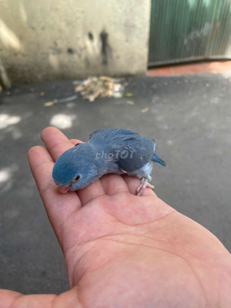 Chim parrotlet non thuần quấn chủ