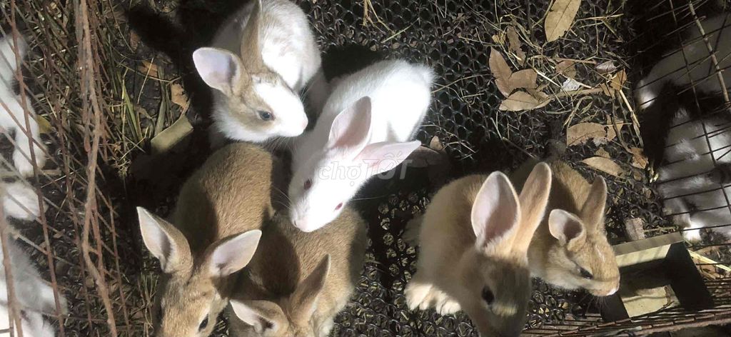 Thỏ nhiều màu. Mua bán Thú cưng khác tại Thị xã Phú Mỹ Bà Rịa - Vũng Tàu được đăng bởi Pham Van Quoc hình 1