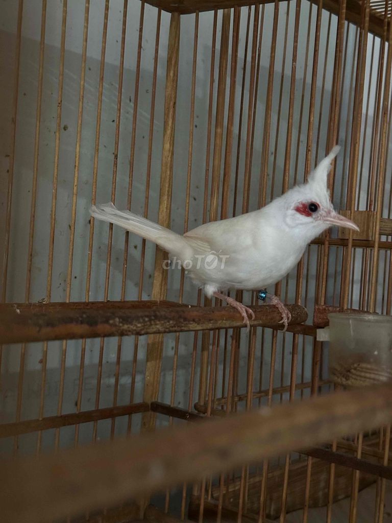 Chim cảnh trống mào lân trắng 6 tháng. Mua bán Chim tại Quận Gò Vấp Tp Hồ Chí Minh được đăng bởi tran binh trong hình 1