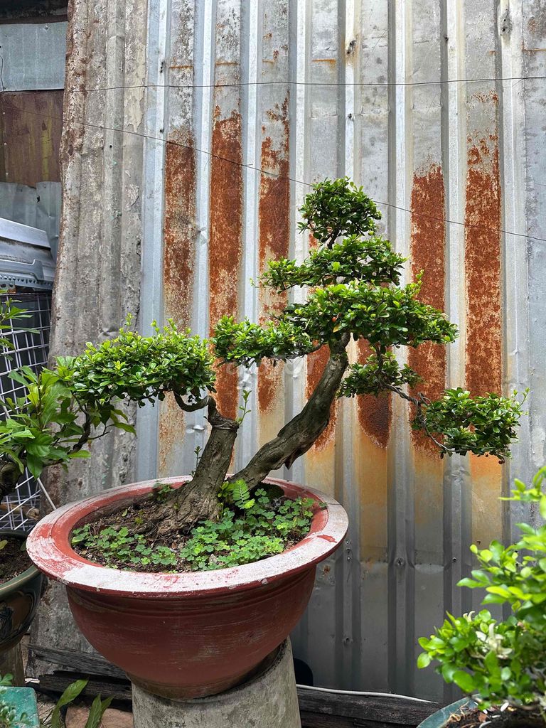 Trà Phúc Kiến bản lá xanh đậm trái đom mịn. Mua bán Cây cảnh, đồ trang trí tại Huyện Củ Chi Tp Hồ Chí Minh được đăng bởi nguyễn quốc Thắng hình 1