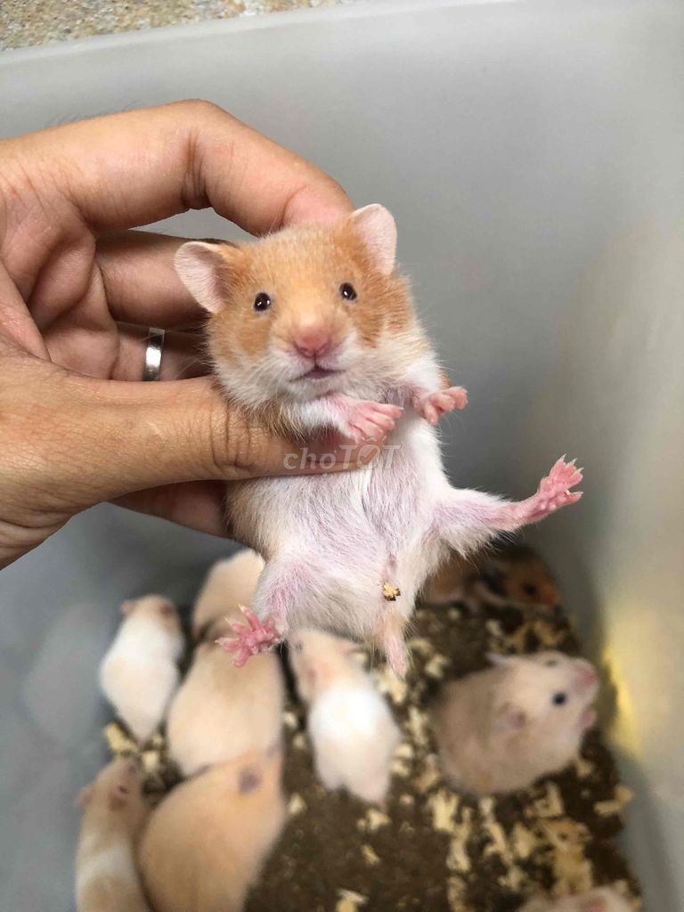 hamster bear cinamon lông sát. Mua bán Thú cưng khác tại Quận Bình Tân Tp Hồ Chí Minh được đăng bởi Ở trọ bày đặt bán chụtt hình 1