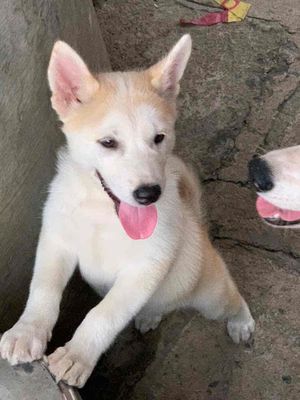 Chó lai Husky giá rẻ