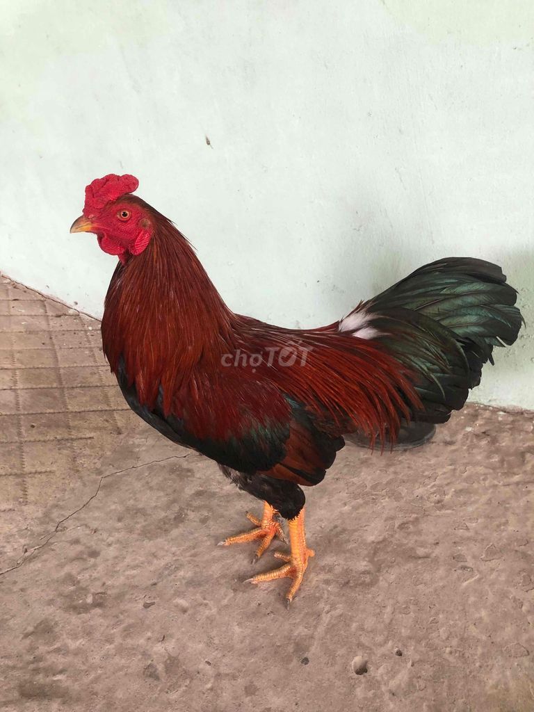 Gà chọi Điều 2.8kg chân Vàng. Mua bán Gà tại Huyện Cờ Đỏ Cần Thơ được đăng bởi 33 Đạt hình 1