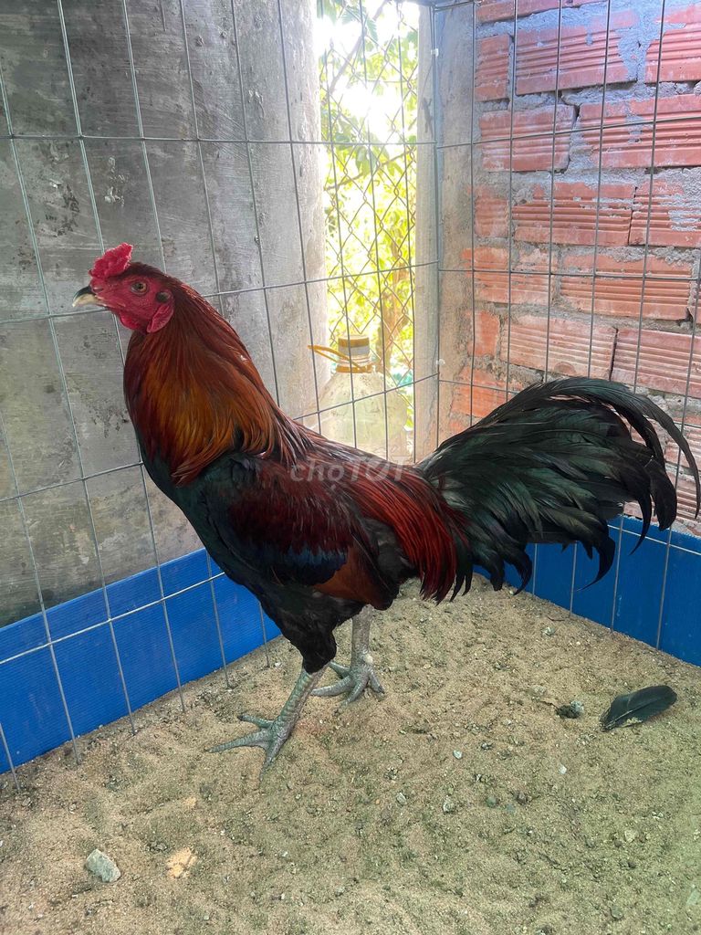Gà chọi Đen Đỏ Đực 2.9kg. Mua bán Gà tại Huyện Châu Thành Long An được đăng bởi tre nồi sinh viên  hình 1