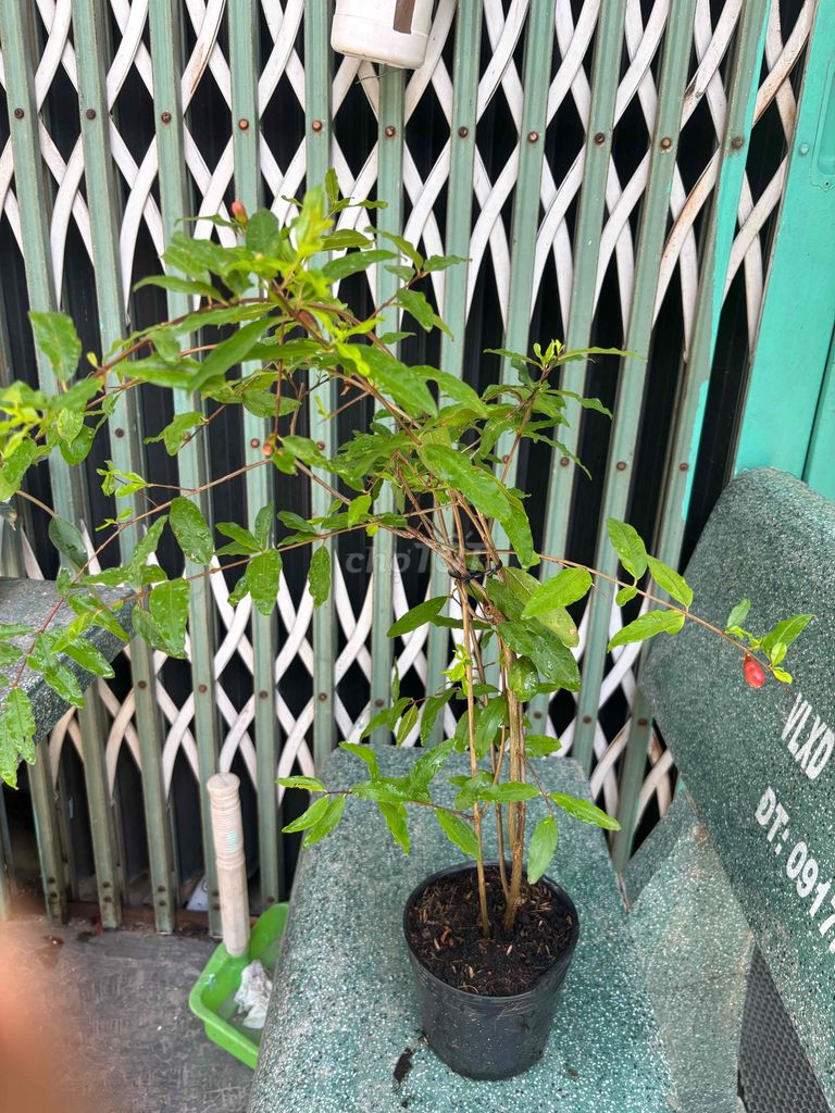 Cây cảnh Lựu đỏ Ấn Độ. Mua bán Cây cảnh, đồ trang trí tại Quận Bình Tân Tp Hồ Chí Minh được đăng bởi Thuận Phát hình 1