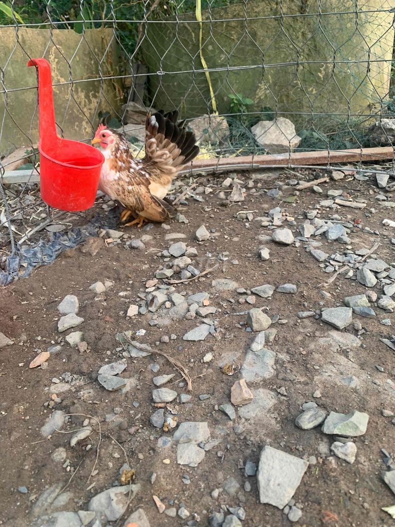 Gà Serama tơ Nâu. Mua bán Gà tại Huyện Tháp Mười Đồng Tháp được đăng bởi An Gà Tre hình 1